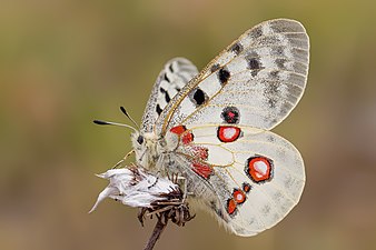 La papillon Apollon.