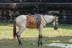 Poney cambodgien harnaché pour le tourisme près de l'Angkor Vat