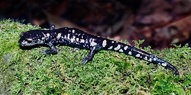 Tamaulipan False Brook Salamander (Aquiloeurycea scandens), Tamaulipas, Mexico