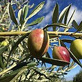 Ripening Ascolano olives in Corning, California.