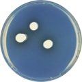 Aspergillus aurantiobrunneus growing on CYA plate