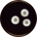 Aspergillus fructus growing on MEAOX plate