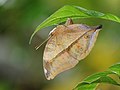 Papillon-feuille, ailes fermées, Kérala, Inde