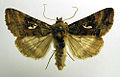 Autographa macrogamma