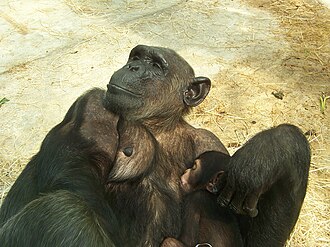 Младенец обыкновенного шимпанзе и его мать