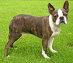 "A brown and white dog turns to face the camera. Its ear's stand up on top of its head."