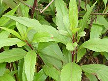 Cây Mần tưới (Eupatorium fortunei) 1.JPG