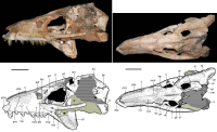 Caipirasuchus