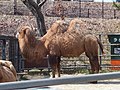 Bactrian camel