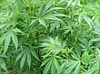 Cannabis Sativa plant Cannabis sativa2.jpg