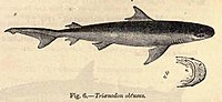 Miniatura para Carcharhinus amboinensis