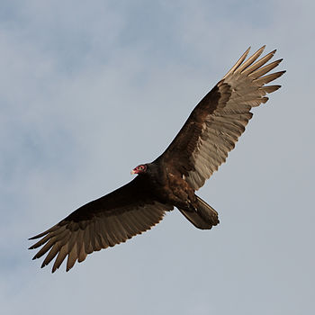 Turkey Vulture flying in Miami, Florida, USA.
