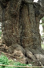 'Cedars of God', Lebanon