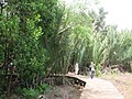 Mangrove Boardwalk