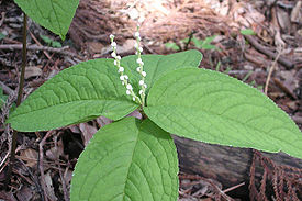 Хлорант пильчатый (Chloranthus serratus)