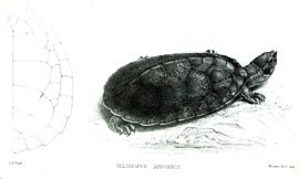 Черепаха Табаско