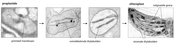 Thylakoïde-ontwikkeling. Een proplastide ontwikkelt zich tot een volgroeide chloroplast. Thylakoïdemembranen groeien aanvankelijk in de breedte, later ook in de hoogte zodat grana ontstaan. Plastoglobuli zichtbaar als zwarte stippen.