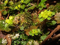 葯は黄色で、雄蕊も花柱も萼片から突き出る。