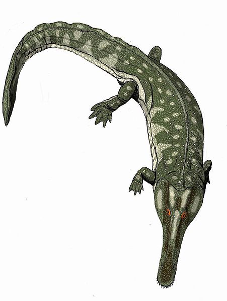 http://upload.wikimedia.org/wikipedia/commons/thumb/6/66/Collidosuchus12DB.jpg/451px-Collidosuchus12DB.jpg