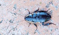 Common shining cockroach 2008.jpg