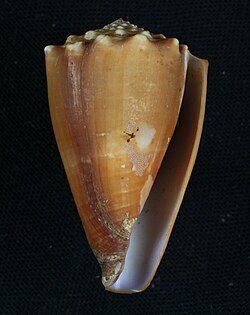 Conus diadema.JPG