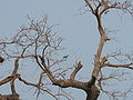 Senegalracke Abyssinian Roller