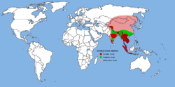 亞洲豺犬嘅分布[紅:現時分布；綠:可能分布；粉紅:歷史分布]