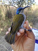 sunbird with greenish-brown upperparts, grey underparts, and glossy purplish-blue head held in hand