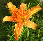 Hemerocallis