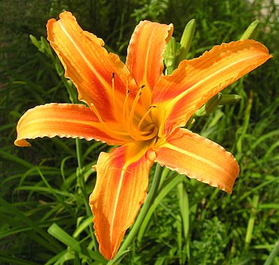 Daylily (Hemerocallis fulva)