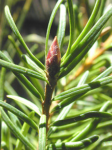 Douglas fir leaves and bud.jpg