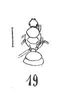 Fichier:Drymomyrmex fuscipennis Wheeler 1937 N. Théobald éch R683 p. 217 Pl. XV Hyménoptères du Sannoisien de Kleinkembs.pdf