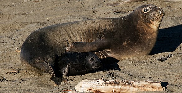 Patrino kaj ido, Marrezervejo Piedras Blancas (Blankaj Ŝtonoj).