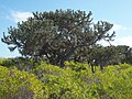 Euphorbia stenoclada (matollar)