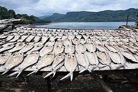 Séchage des poissons volants.