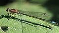 Farbmorphe rufescens??violacea??