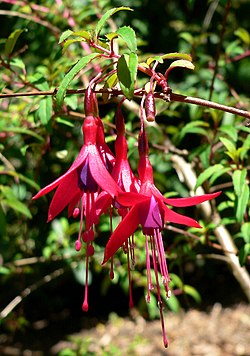 Fuchsia campos-portoi 1. jpg