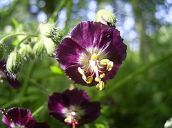 Geranium phaeum