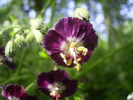 Geranium phaeum flower.jpg