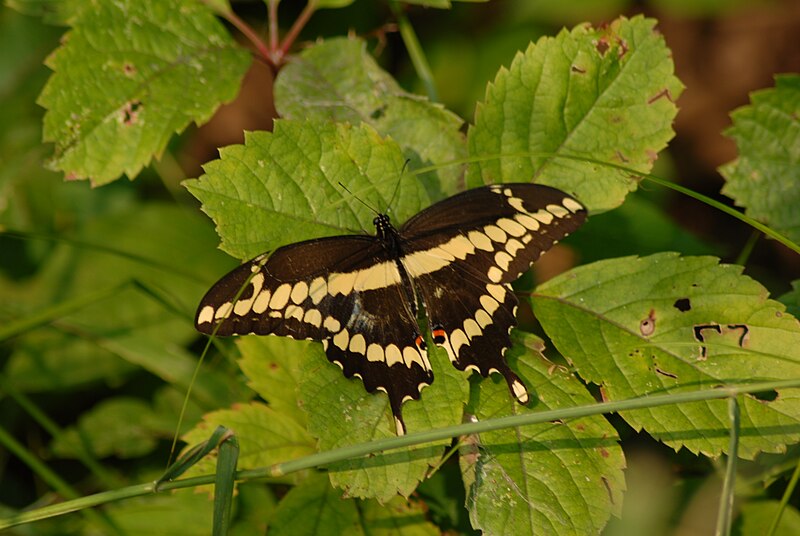 [Image: 800px-Giant_Swallowtail_Butterfly.JPG]