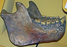 Gigantopithecus mandible.jpg