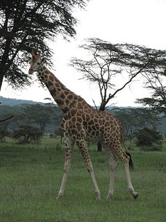 Description de l'image Giraffe in Lake Nakuru National Park.JPG.