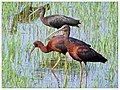 Glossy ibis