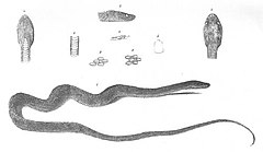 Description de l'image Gonionotus plumbeus (Discoveries in Australia).jpg.