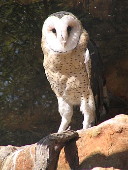 Fokföldi gyöngybagoly (Tyto capensis)