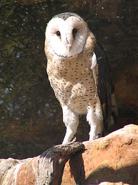 Koapse grasuul (Tyto capensis)