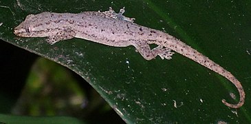 Hemidactylus frenatus.