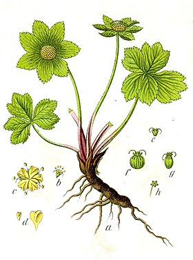 Hacquetia epipactis