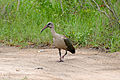 Parc national Kruger, Afrique du Sud