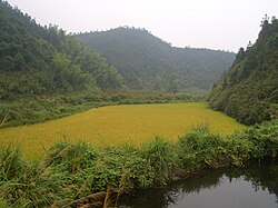 Rice fields near Hengshitan